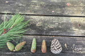 When everything seems to be falling apart, there is always a sign – like the perfect collection of pinecones to mark a life. 