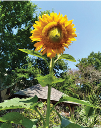 This Sunflower is standing tall and looking beautiful.