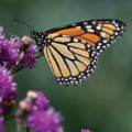 The Annual Monarch Butterfly Journey