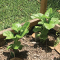 Living the Sweet Life: I am going GREEN!  
