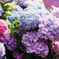 Living the Sweet Life: Floriography