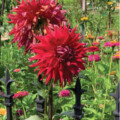 Living the Sweet Life: Lessons from the  Sweet Life Garden