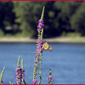 Living the Sweet Life: There’s a Butterfly Over the Ocean